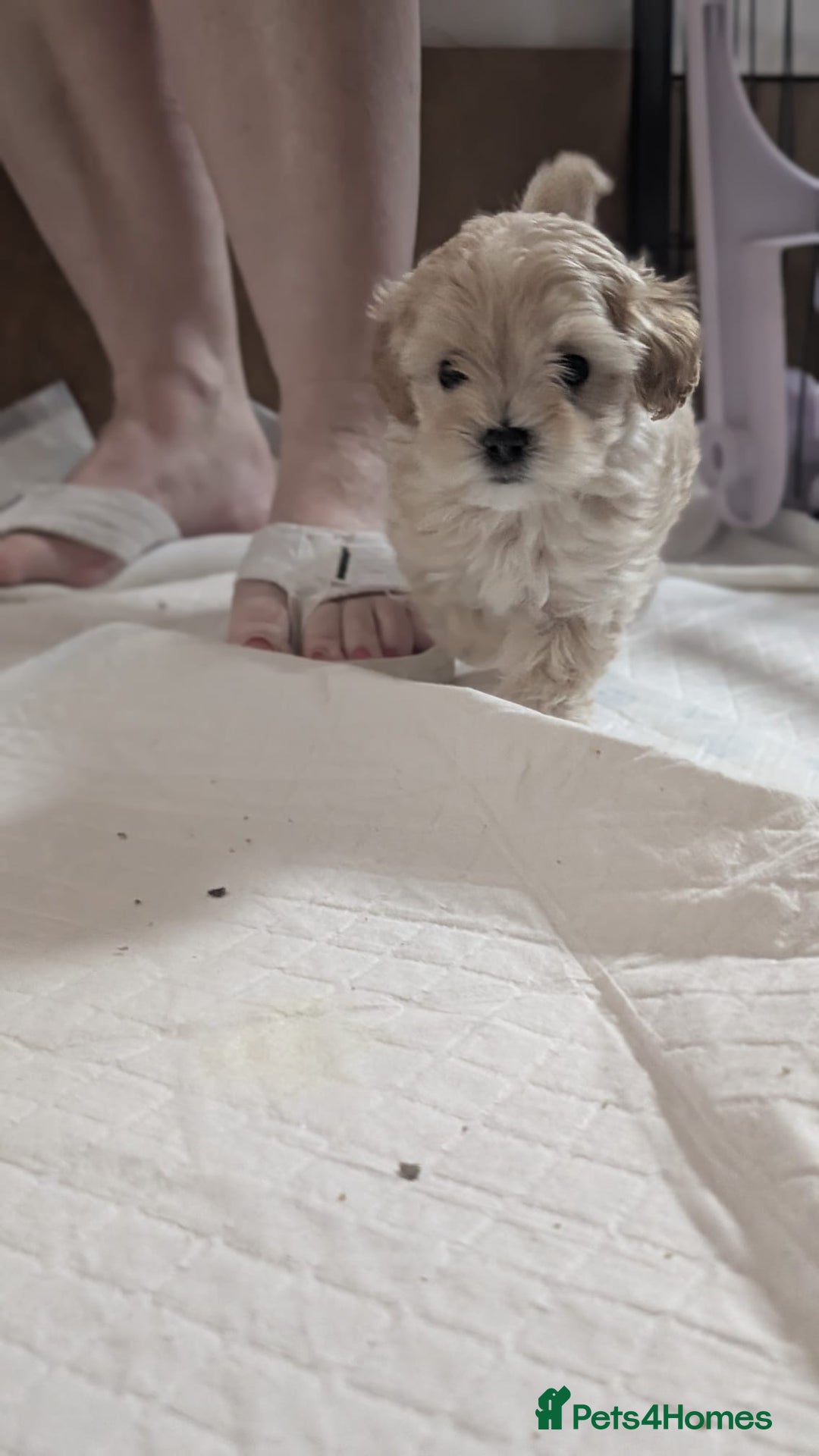 Maltipoo dogs for sale: Petite Maltipoos fully genetic health tested  - Image 20