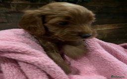 Cockapoo dogs for sale: Cockapoo F1B puppies - Advert 9