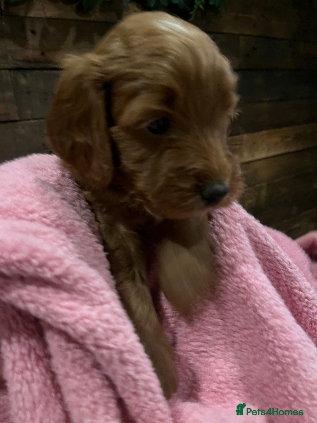 Cockapoo dogs for sale: Cockapoo F1B puppies - Advert 9