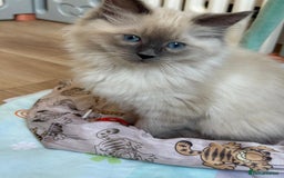 Ragdoll cats for sale: Stunning Bluepoint Pedigree Ragdoll Kittens Ready - Advert 8