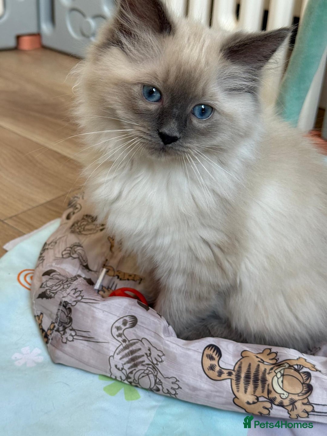 Ragdoll cats for sale: Stunning Bluepoint Pedigree Ragdoll Kittens Ready - Advert 8