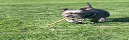 Mixed Breed dogs for sale: Jack Russel terrier  in Derby - Advert 1
