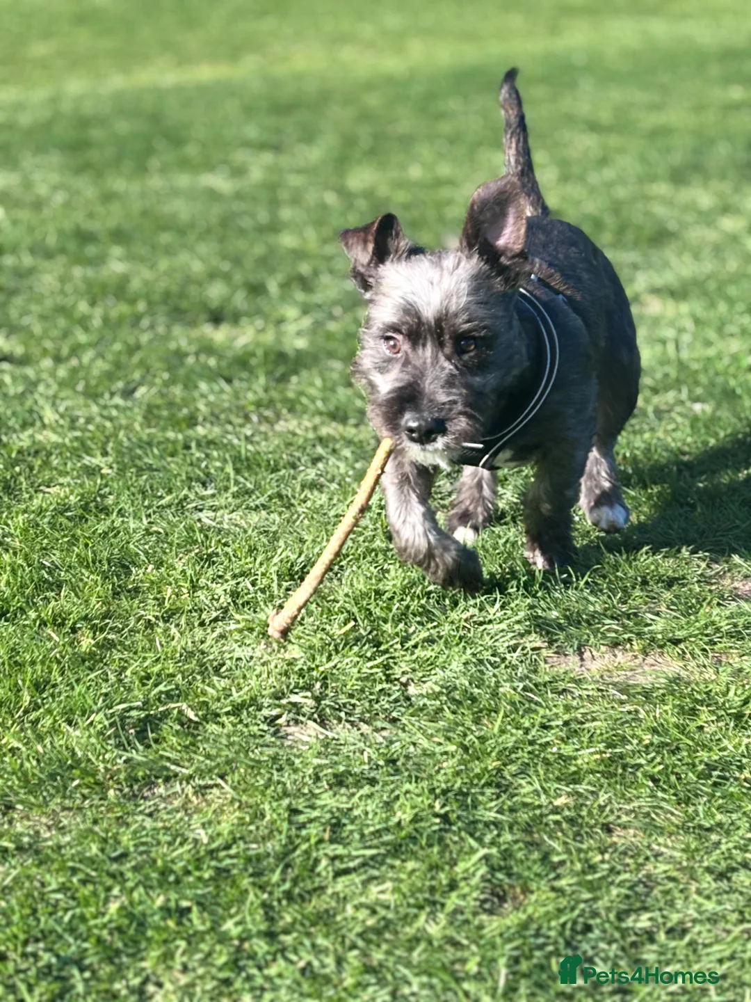 Mixed Breed dogs for sale: Jack Russel terrier  in Derby - Advert 1