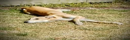 Mixed Breed dogs for adoption: Lyra 6 month old puppy- sweetheart  in Usk - Advert 7