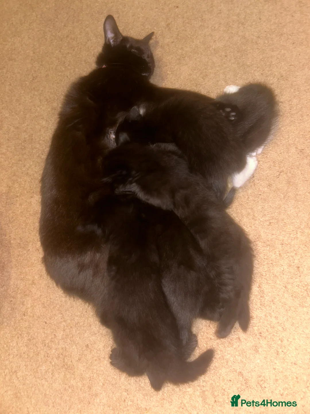 Mixed Breed cats for sale: Litter of 8 week old beautiful kittens for sale  in Sandy - Advert 2