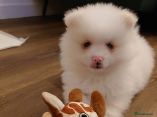 Pomeranian dogs Pomeranian Puppy - Advert 2