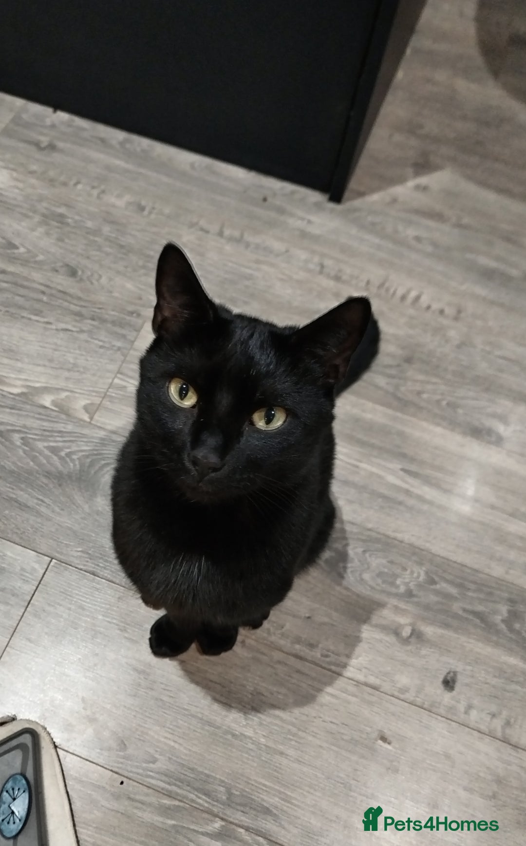 Mixed Breed cats for sale: Lovely black cat for sale - Advert 1
