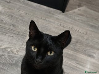 Mixed Breed cats Lovely black cat for sale - Advert 2