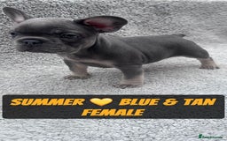 French Bulldog dogs for sale: French bulldog puppies for sale  - Image 4