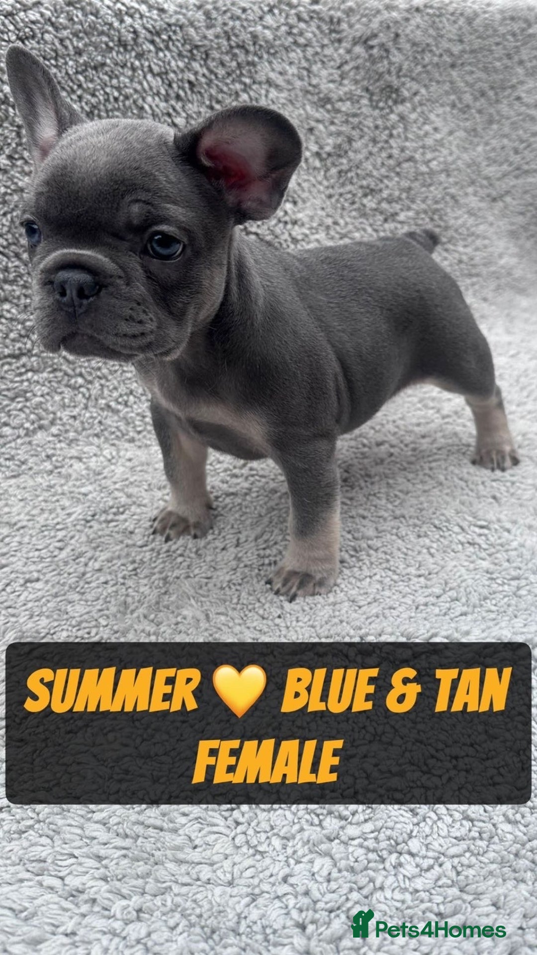 French Bulldog dogs for sale: French bulldog puppies for sale  - Image 4