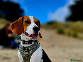 Beagle dogs Beagle for rehoming *FEMALE* - Advert 12