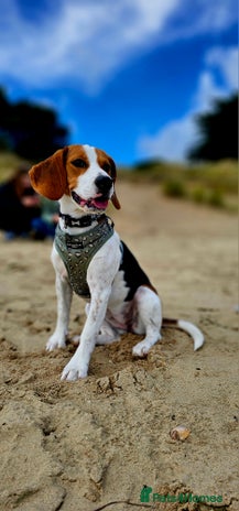 Beagle dogs - Advert 1