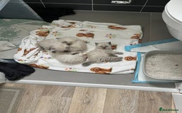 Ragdoll cats for sale: Stunning Bluepoint Ragdoll kittens!  - Image 12