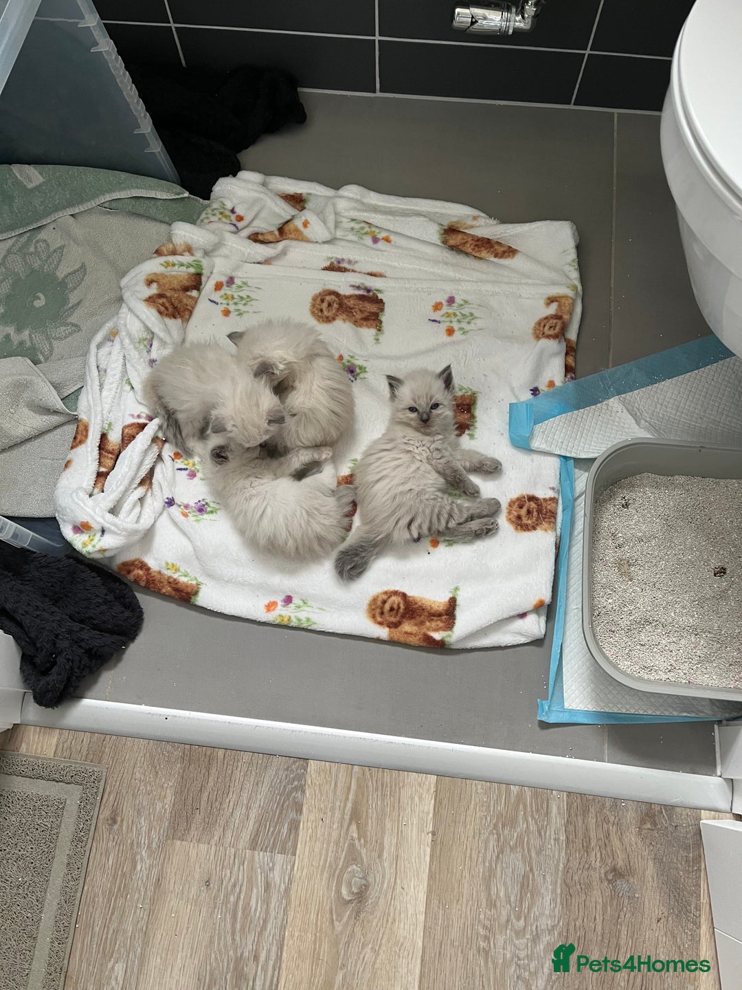 Ragdoll cats for sale: Stunning Bluepoint Ragdoll kittens!  - Image 12