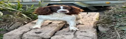 English Springer Spaniel dogs for sale: Working English Springer Spaniel Puppies - Advert 5