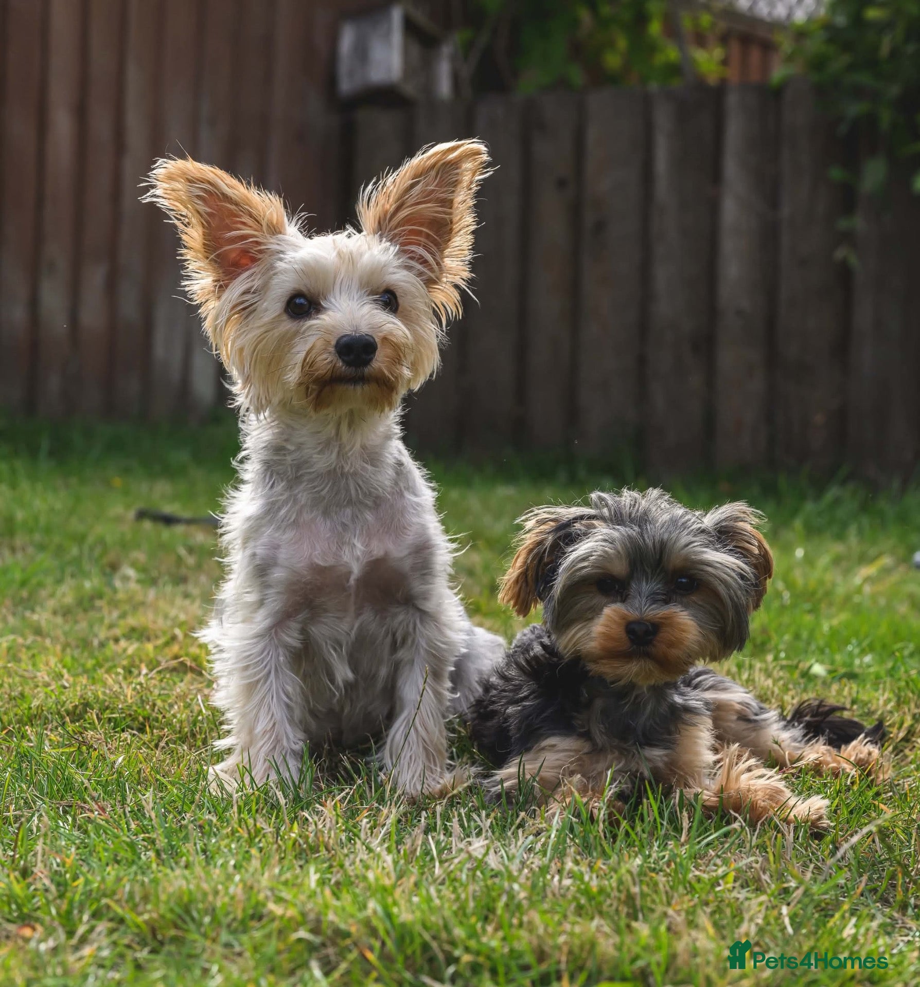 Yorkshire Terrier dogs Pure Yorkshire terrier babies  - Advert 18
