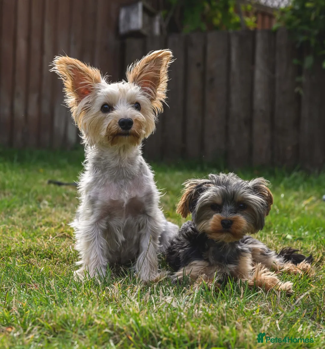 Yorkshire Terrier dogs for sale: Pure Yorkshire terrier babies  in Llanelli - Advert 1