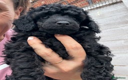 Miniature Poodle dogs for sale: Mini Poodles - Phantom - ready end of october - Image 6