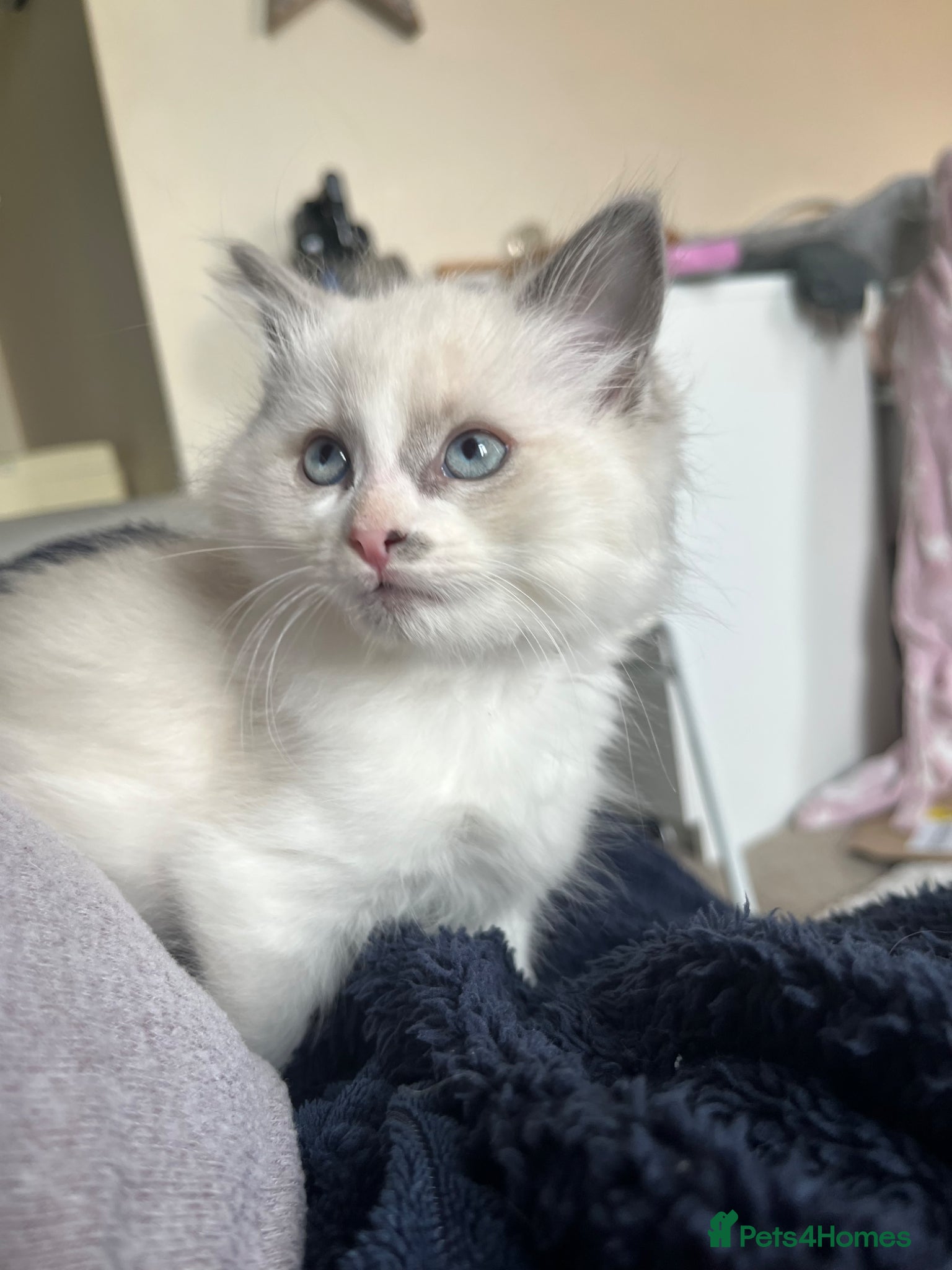 Ragdoll cats 2 male lynx ragdoll kittens available  - Advert 15