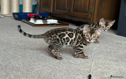 Bengal cats for sale: TICA registered bengal kittens!🐱 - Image 32