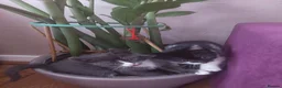 Mixed Breed cats for sale: 3 kittens  - Advert 2