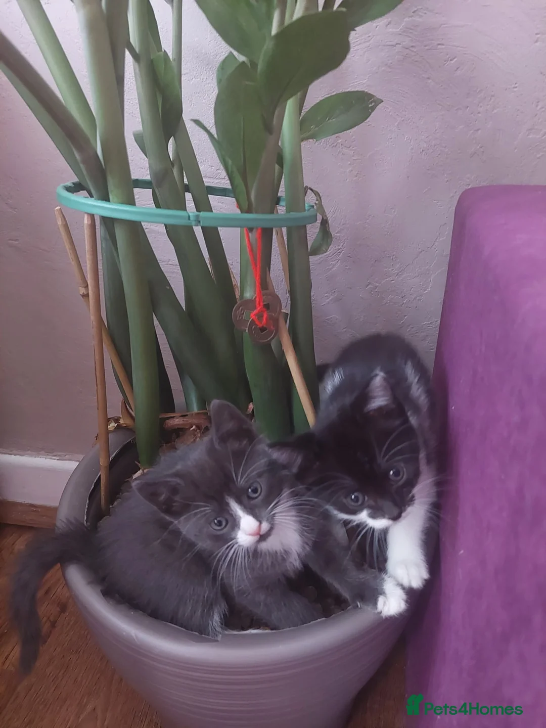 Mixed Breed cats for sale: 3 kittens  - Advert 2