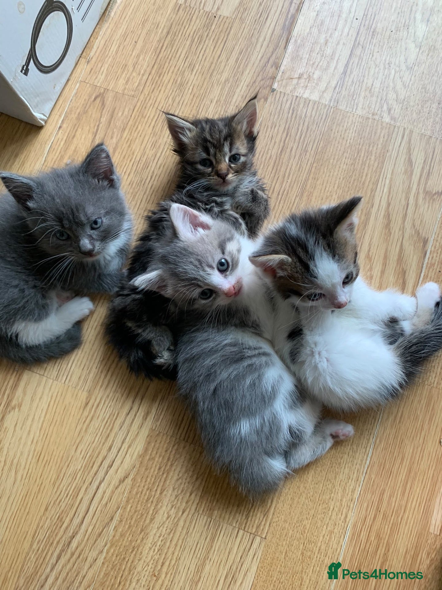 Mixed Breed cats 5 beautiful kittens - Advert 3