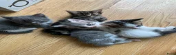 Mixed Breed cats for sale: 5 beautiful kittens - Advert 1