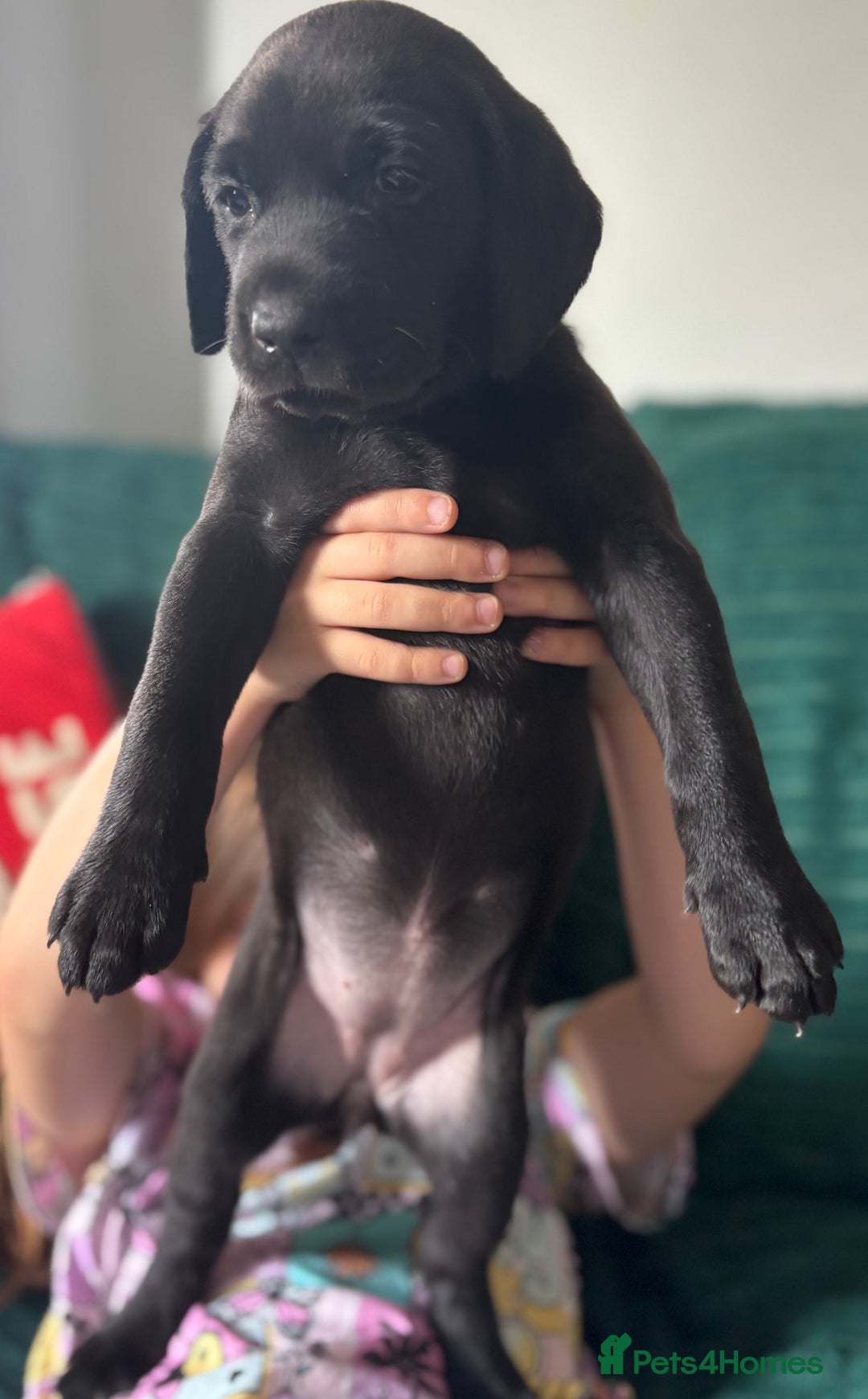 Labrador Retriever dogs for sale: KC registered Labrador retrievers for sale  - Image 23
