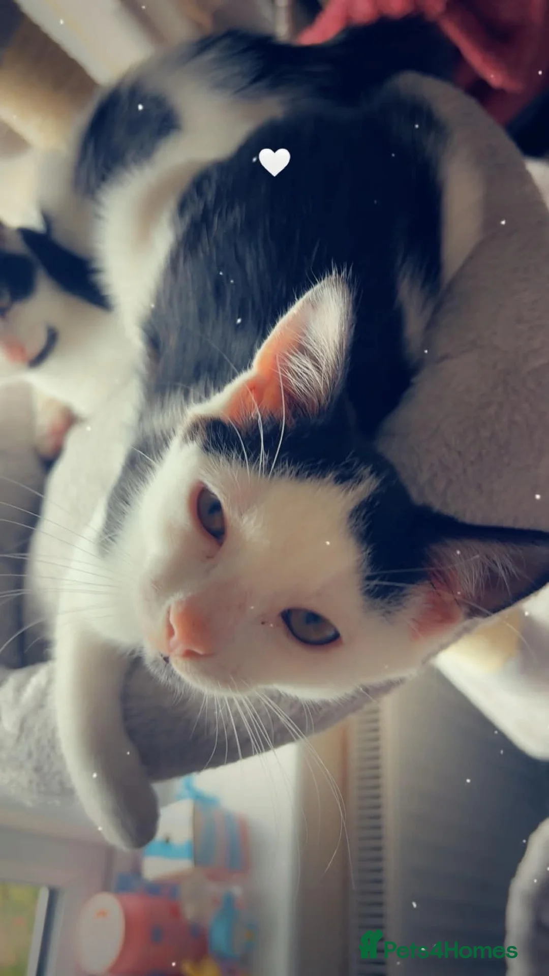 Mixed Breed cats for sale: 3 Rescue kittens with FULL MOT! 🖤🤍🖤 - Advert 2