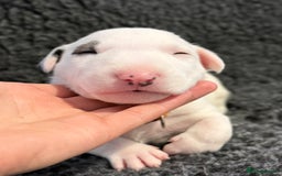 English Bull Terrier dogs for sale: Outstanding English Bull Terrier Puppies - Image 3