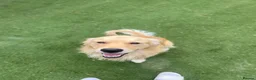 Golden Retriever dogs for sale: 🤍Cream / Platinum Golden Retriever Pups 🤍 - Advert 26