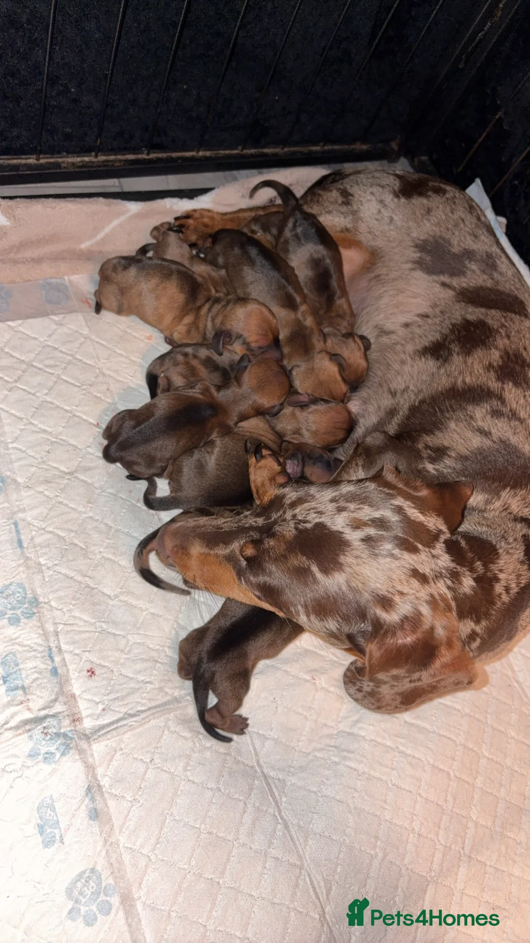 Miniature Dachshund dogs for sale: Miniature Dachshund Puppies  - Advert 1