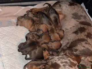 Miniature Dachshund dogs Miniature Dachshund Puppies - Advert 19