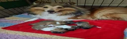 Shetland Sheepdog dogs for sale: Sable/White sheltie male puppies - Advert 2