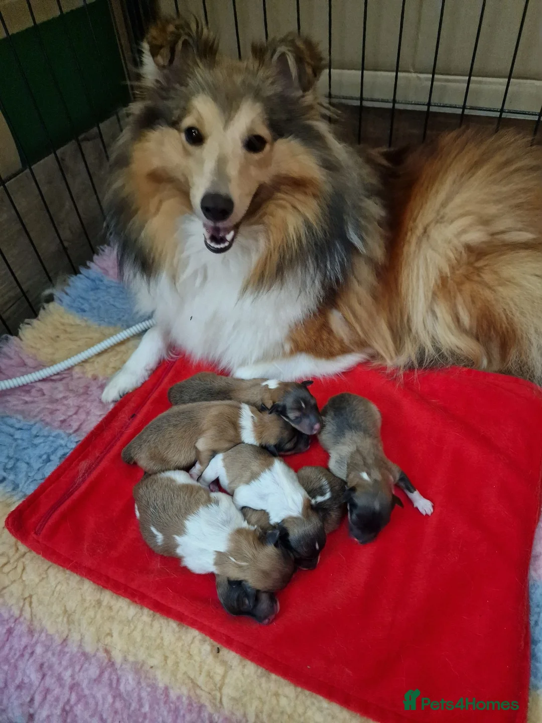 Shetland Sheepdog dogs for sale: Sable/White sheltie male puppies - Advert 2