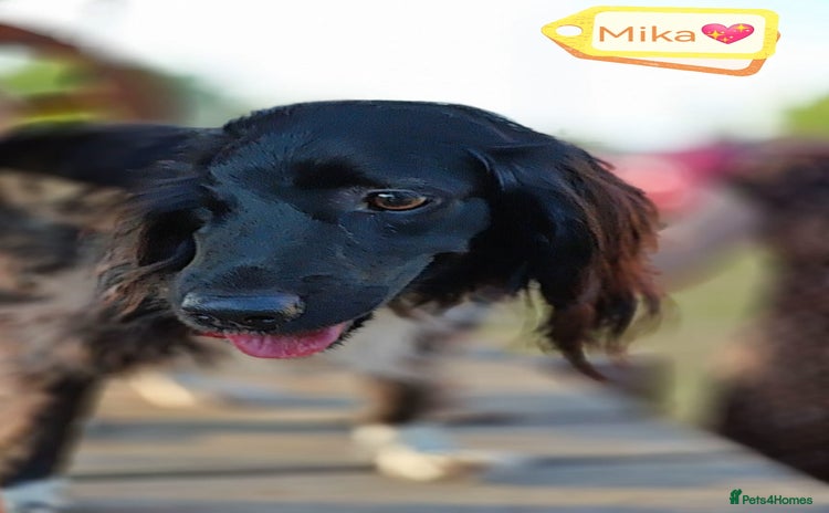 Cocker Spaniel dogs - Advert 1