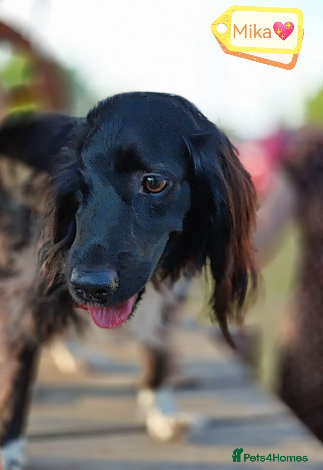 Cocker Spaniel dogs for adoption: 💖🐶 MIKA 🐶💖 - Image 1