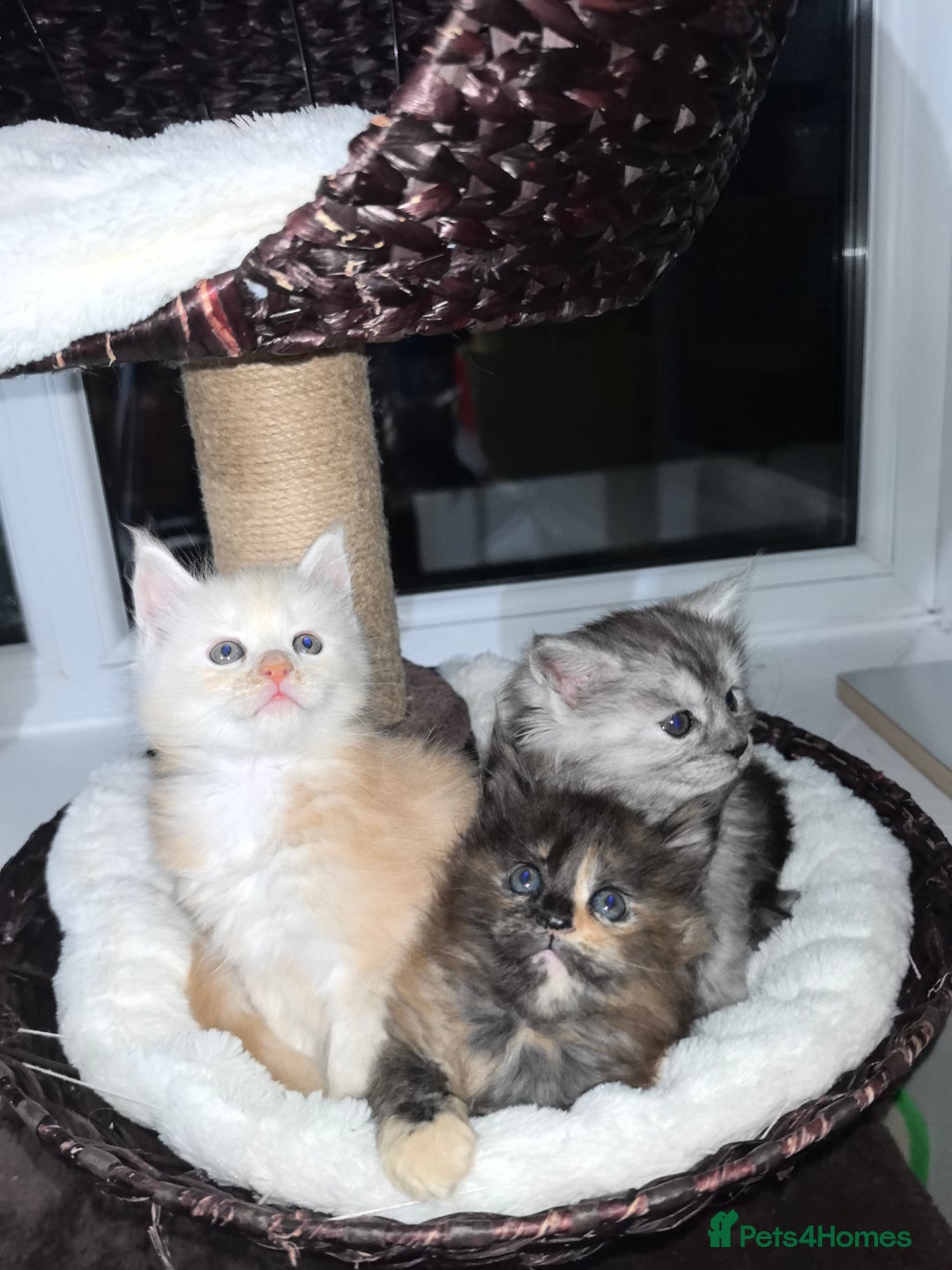 Maine Coon cats for sale: kittens Main Coon - Advert 6