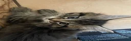 Maine Coon cats for sale: Tufty ears and big paws  - Advert 5