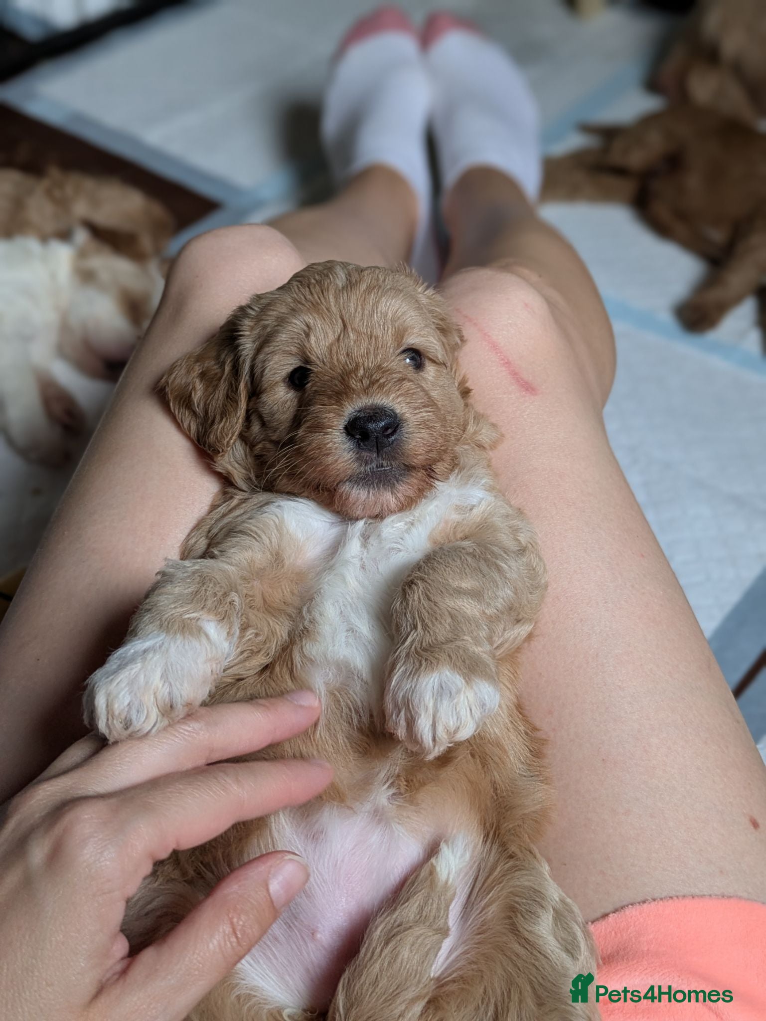 Australian Labradoodle dogs Tosha's and Rufus puppies - Advert 1