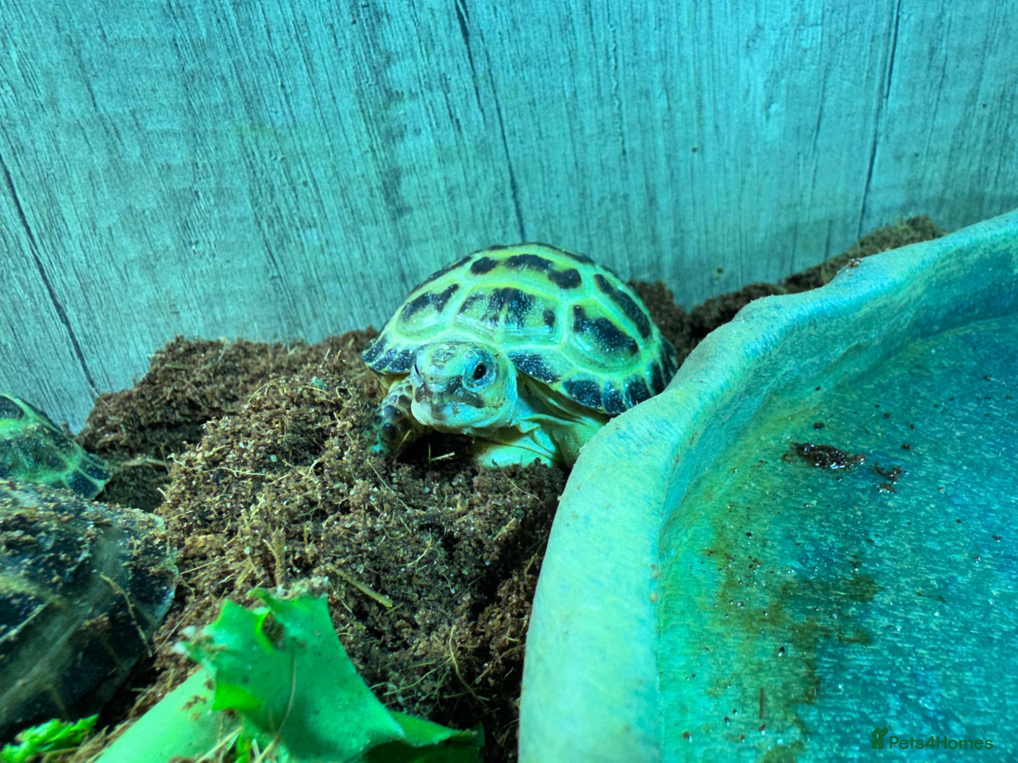 Tortoise reptiles BABY HORSFIELDS AND SET UPS READY NOW!! - Advert 2