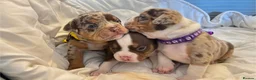 American Bully dogs for sale: Micro bully babies 🐶🩷💙 - Advert 11