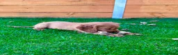 Cocker Spaniel dogs for sale: Golden Show CockerSpaniel Babies 🐾🐾🐾 - Advert 11