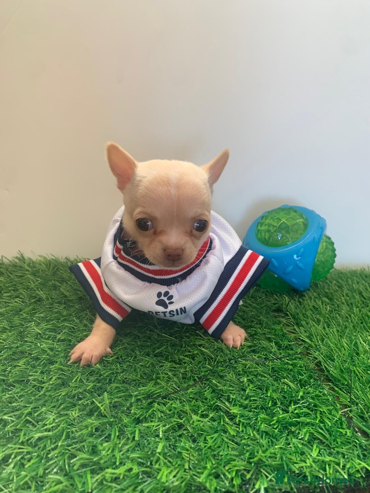Chihuahua dogs Tiny chihuahua puppies ready for new home  - Advert 1