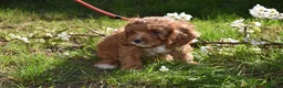 Cavapoo dogs for sale: Ready Now F1 Toy Cavapoo Puppies Health Tested - Advert 5