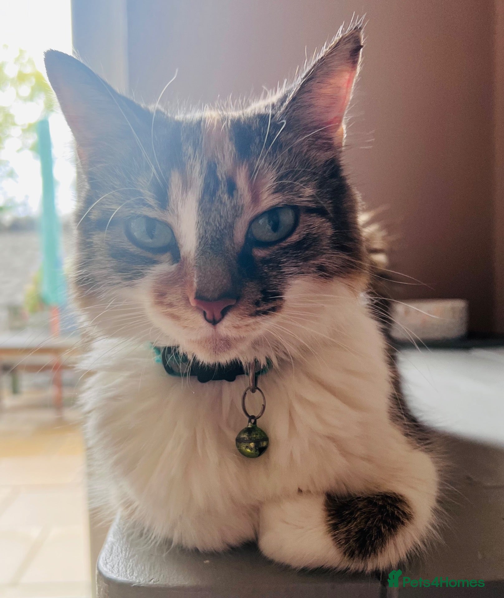 Maine Coon cats Gorgeous Maine Coon x Domestic long hair - Advert 2