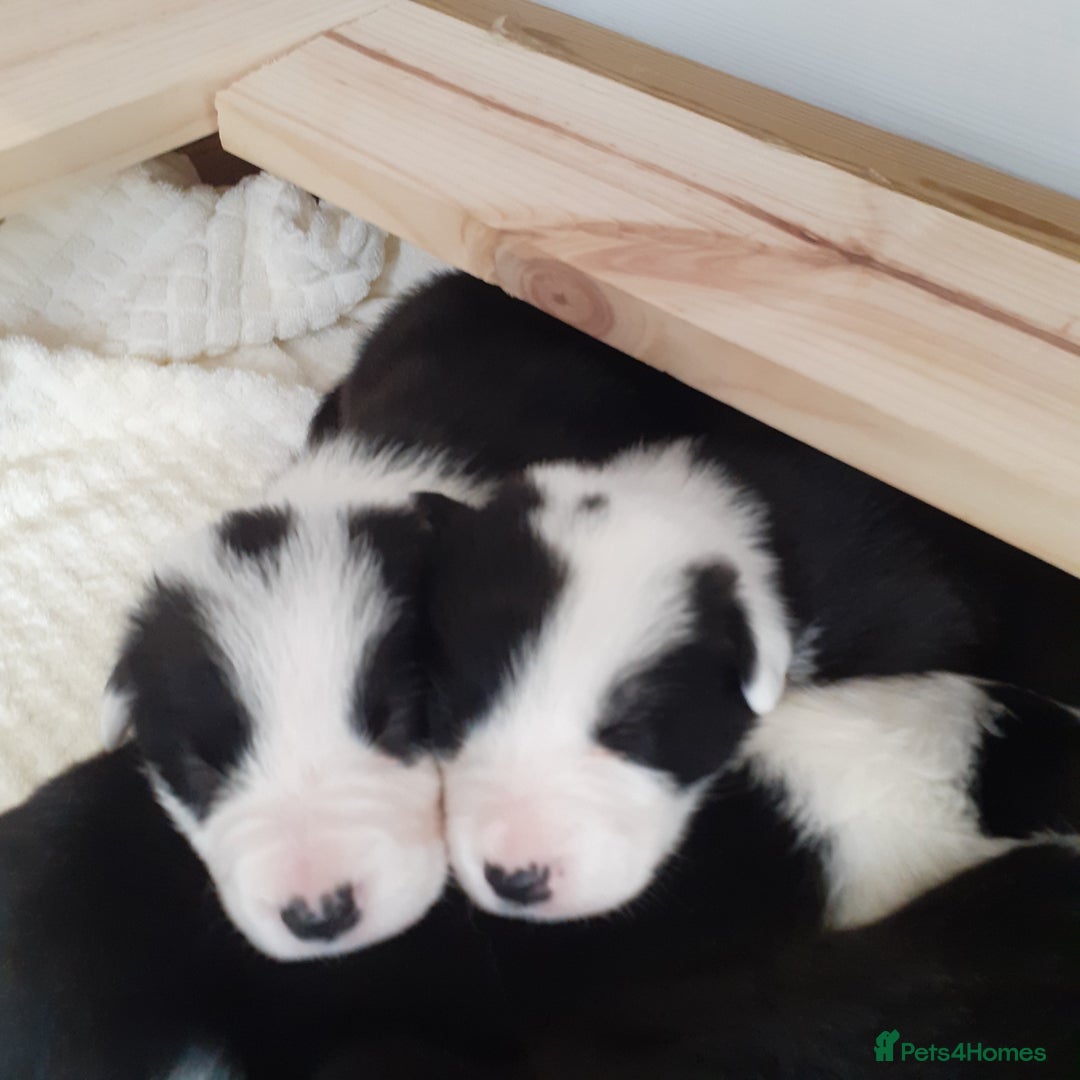 Border Collie dogs for sale: Border collie pups - Image 3