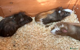 Guinea Pig rodents for sale: Trio Male Guineapigs- Brothers  - Image 1