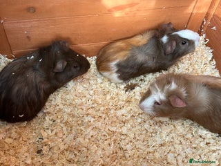 Guinea Pig rodents - Advert 10